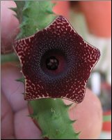 Huernia macrocarpa hybride